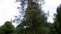 Betula pendula