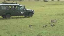 cheetah and cubs in front of car