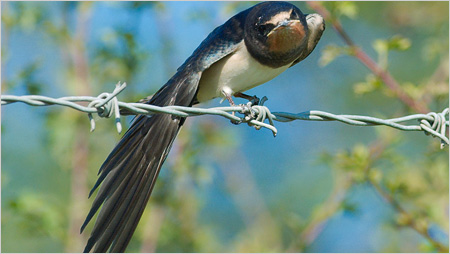 Swallow on barbed wire c/o northeastwildlife.co.uk