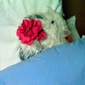 Barney - Bernie's teddy from the story, snug in her bed