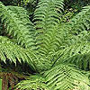 Dicksonia