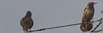 Starlings on a wire