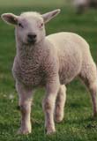 Lamb