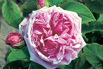 Rosa Comte de Chambord