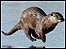 An otter running