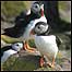 Group of Puffins c/o William Shiel