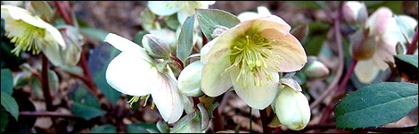Helleborus Ivory Prince