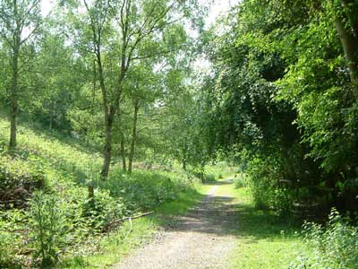 A Trentham path