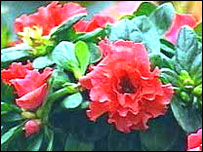 Azalea