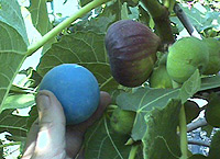 Fig - Brown Turkey