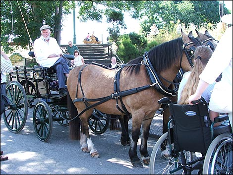 Heavy horses