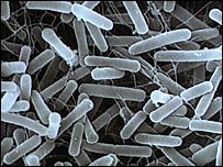Vi trùng E. coli