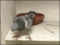 Pigeon racing