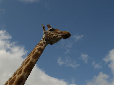 an over towering giraffe