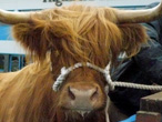 Highland cow