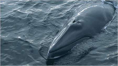 Minke Whale c/o BBC Science Photo Library