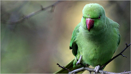 Parakeet