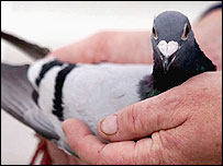 Pombo