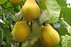Quinces, picture courtesy of cormac70 on flickr