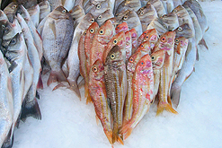 Every Port Has A Name For The Sea