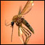 Mosquito 