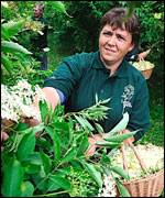 Elderflower picking