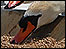 Feeding time at Abbotsbury