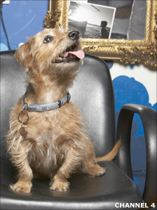 Dog in a Salon