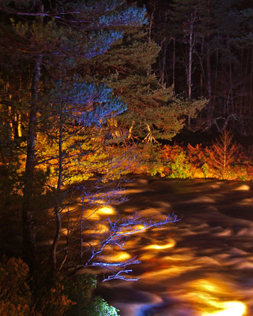 Woodland colourfully lit