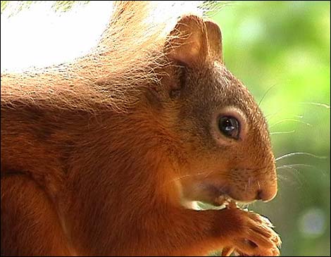 Close-up of a red squirrel