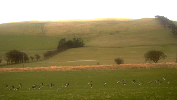 Wild geese take flight