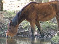New Forest Ponies