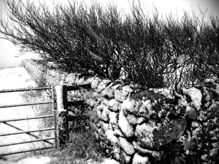 hardy hedge