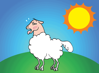Sally the Sheep