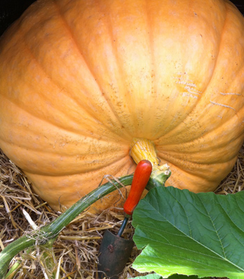 Toby Buckland's giant pumpkin
