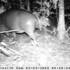 A pygmy hippopotamus captured using a camera trap in Liberia.