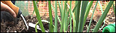 Gardening