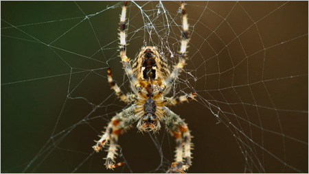 Garden spider c/o northeastwildlife.co.uk