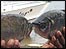 amazon fish