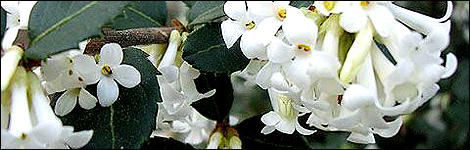 Osmanthus Delavayi