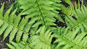 Dryopteris filix-mas