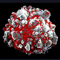 A human cell infected with HIV