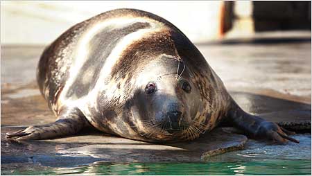 Seal c/o Gweek National Seal Sanctuary