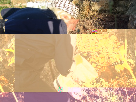 and here he is watering a herb of “Al-Mardakoush” which is used for the treatment of some diseases.