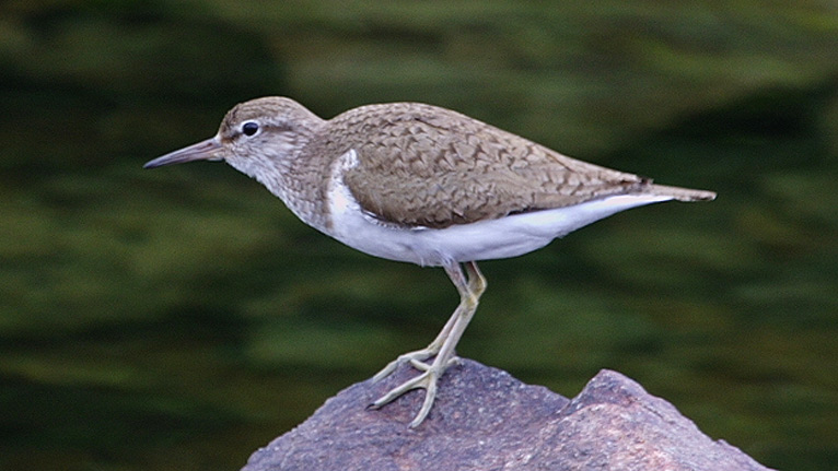 A common sandpiper