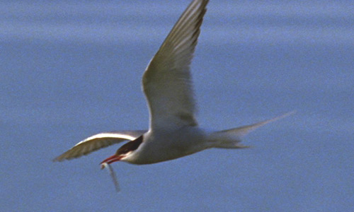 arctic_tern.jpg