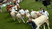 Procession of cattle