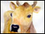 Painting of Jersey Cow