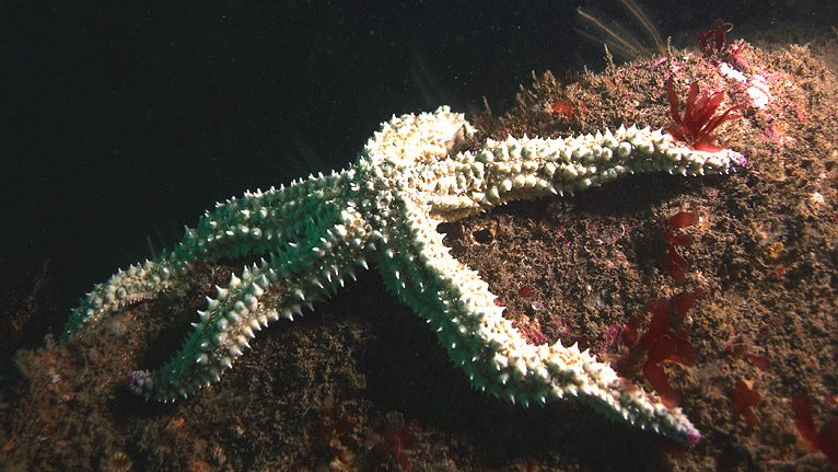 A spiny starfish by Kate Lock