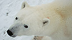 A polar bear